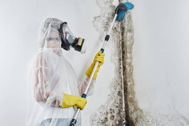 Best Mold Remediation for Specific Building Types in North Branch, MN