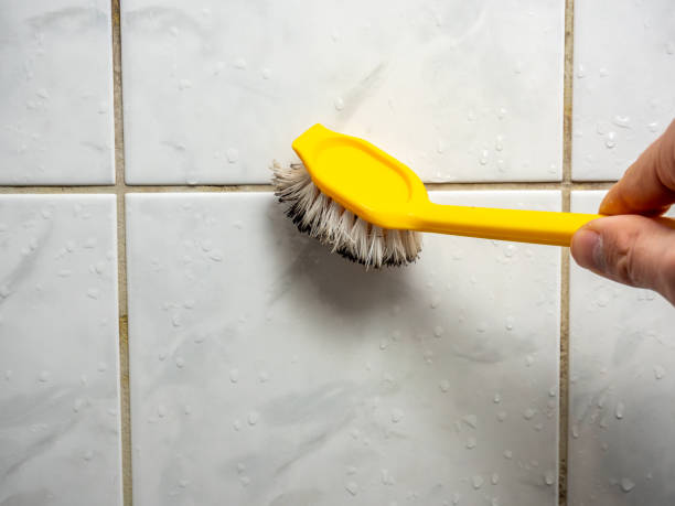 Best Mold Remediation for Schools in North Branch, MN