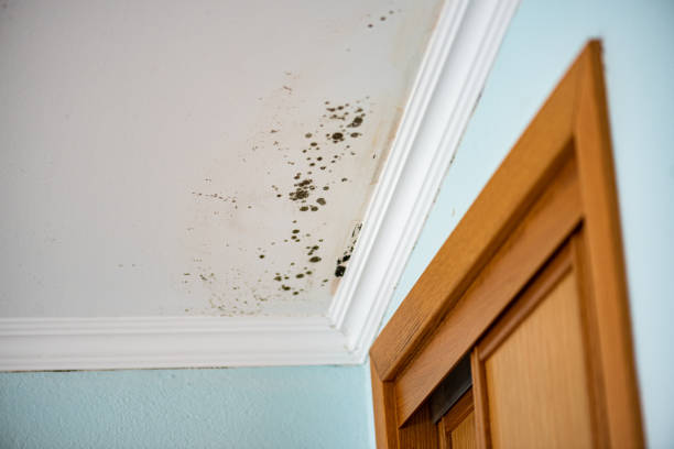 Best Basement Mold Remediation in North Branch, MN