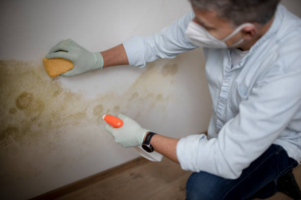 Reliable North Branch, MN Mold Remediation Solutions